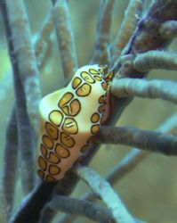 Flamingo tongue. Belize. about 40 feet deep. sea and sea ... by Jennifer Hoffman 